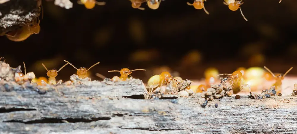 termite on wood