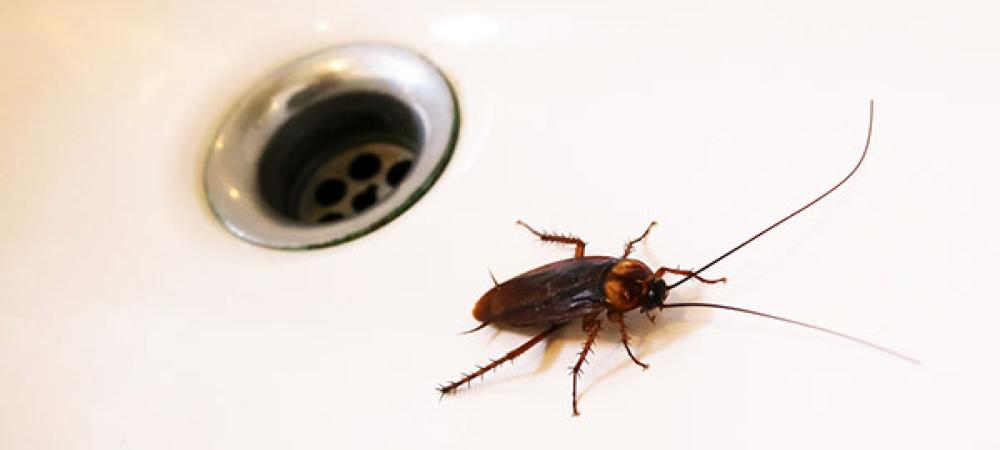 cockroach in the sink