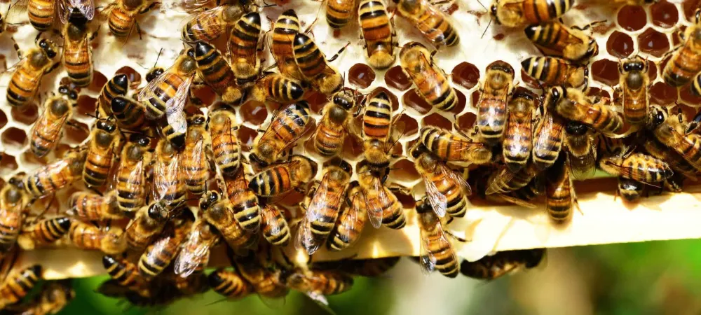 How to Get Rid of Bees by the Pool