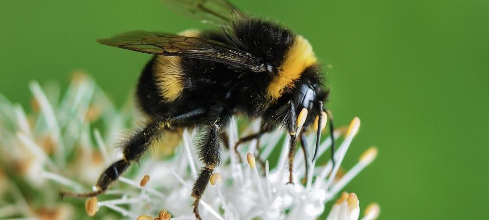 bumble bee on a white flower
