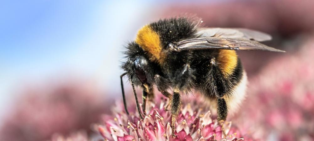 bee on a pink flower