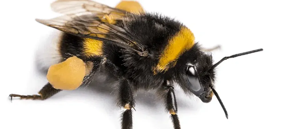 Bumblebee