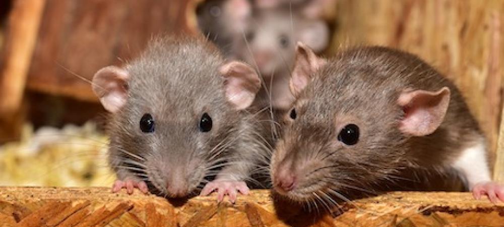 mice in attic
