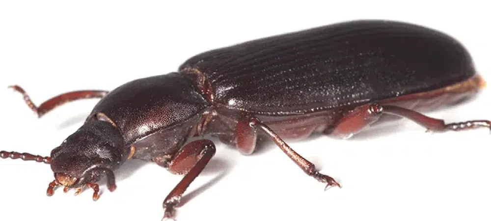 Beetle