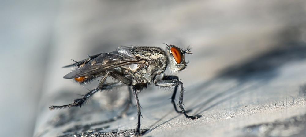 Fly