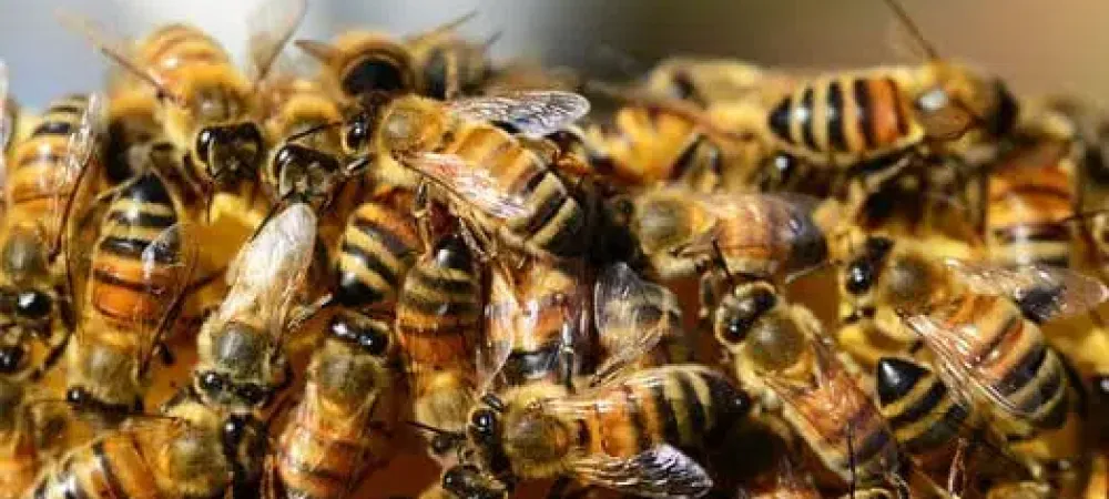 Honeybee hives