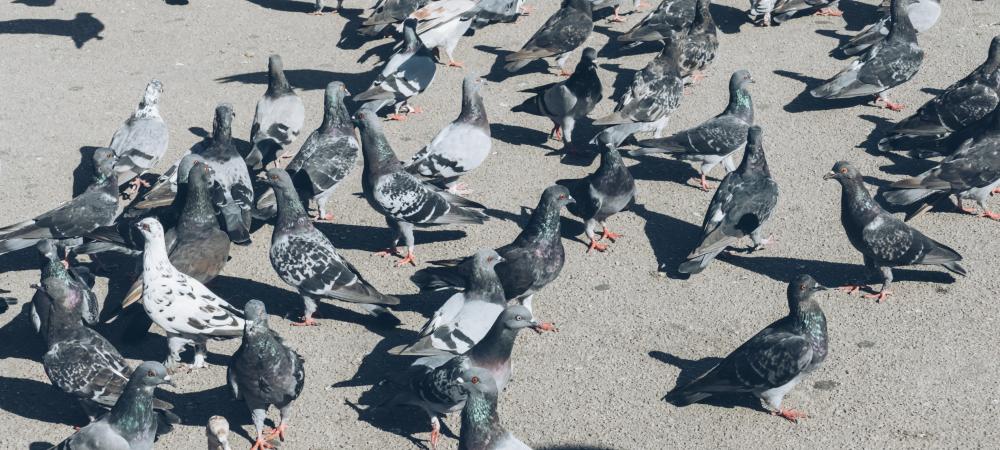 pigeons