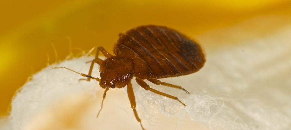 bed bug on a piece of fabric