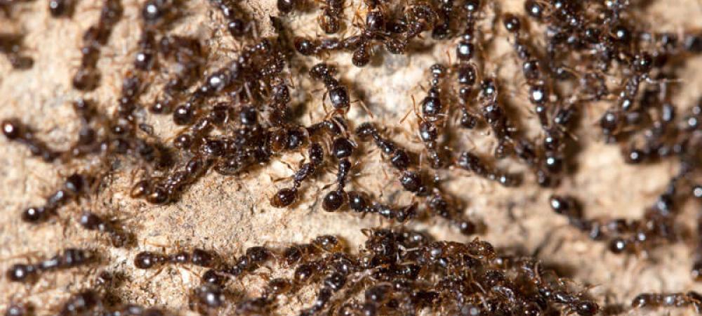 black ants