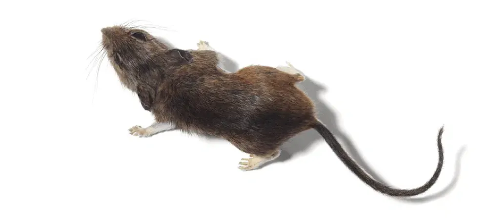 rat