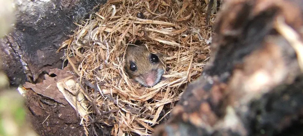 mouse nest