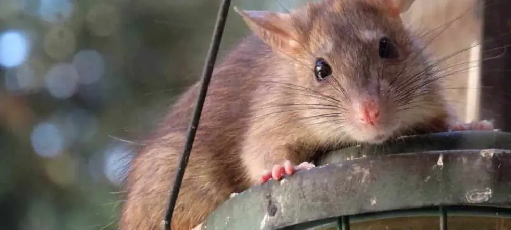 Roof rat