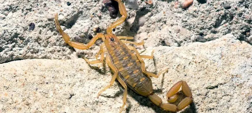 Scorpion