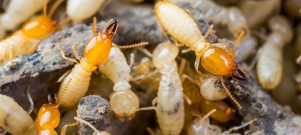 termite close up