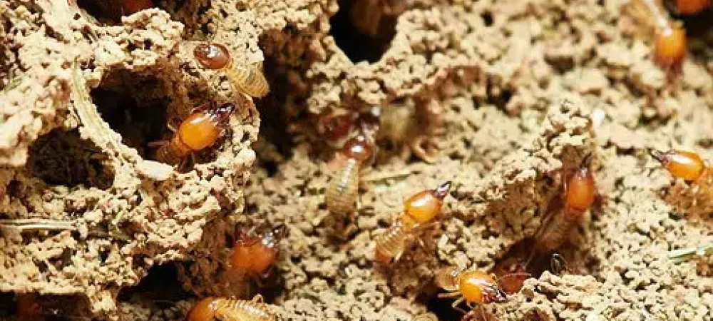 Termites causing damage