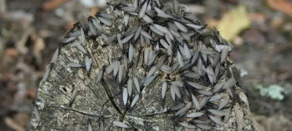 termites