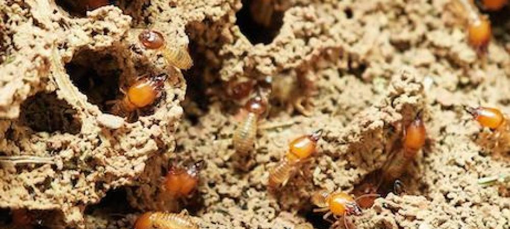 termite mound