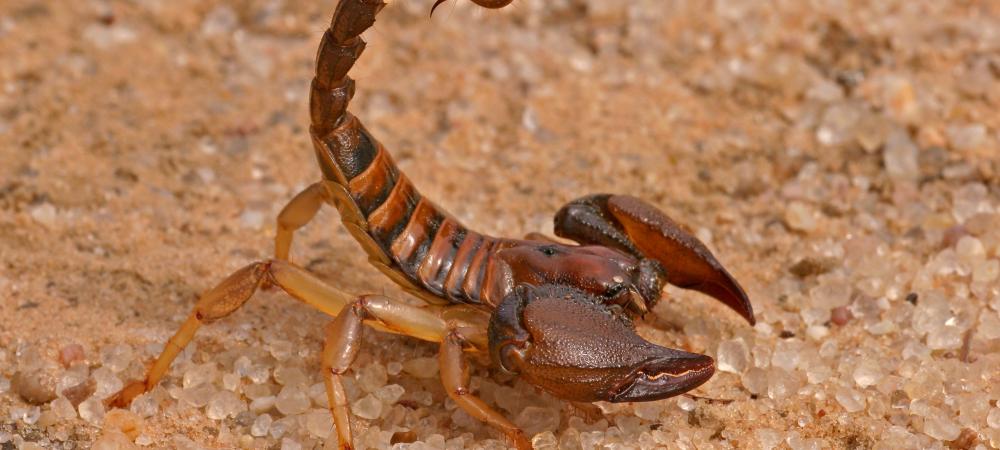 Striped Bark Scorpion