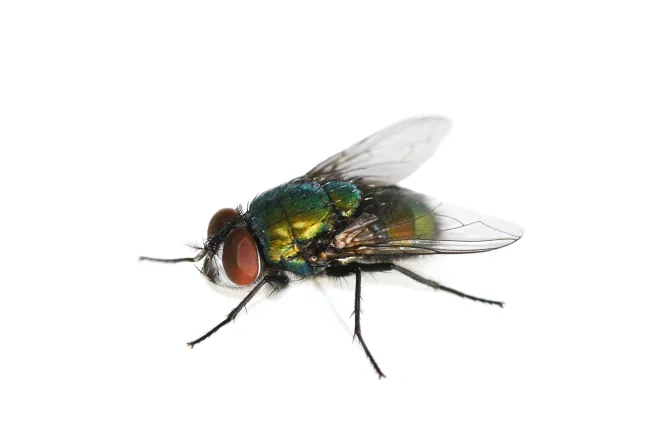 bottle fly