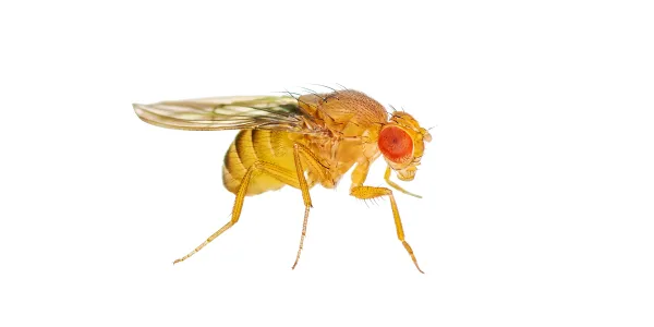 fruit fly