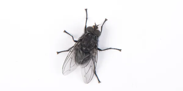 house fly
