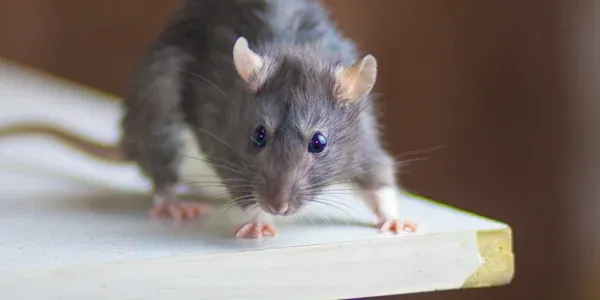 mouse in a house