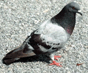 Pigeon and Bird Removal