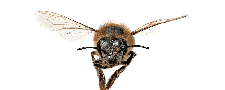 African Bee