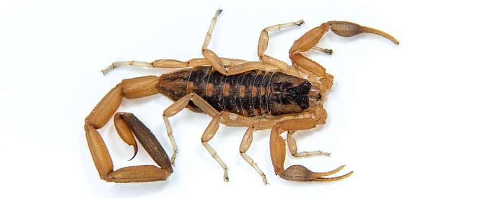 Scorpions in Phoenix