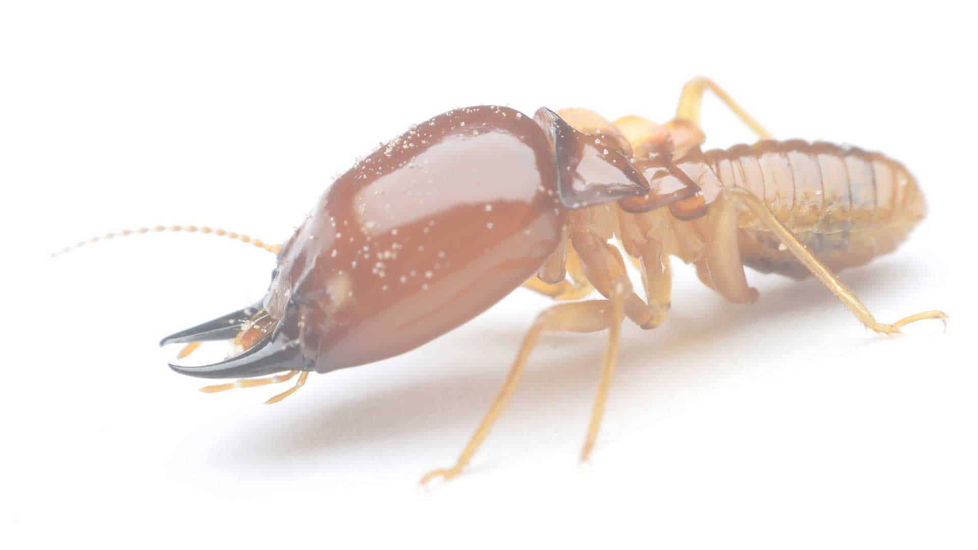 Termite in Arizona