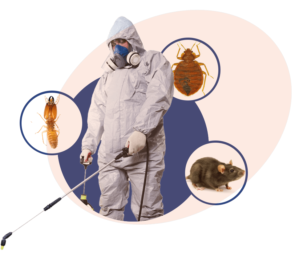 Termite Treatment Port Charlotte