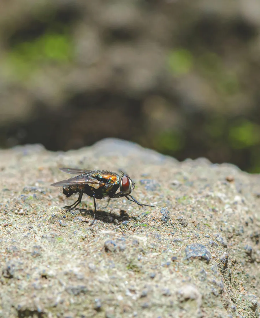 flies