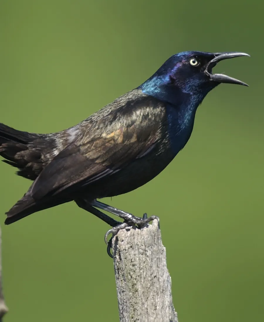 Grackle grackle