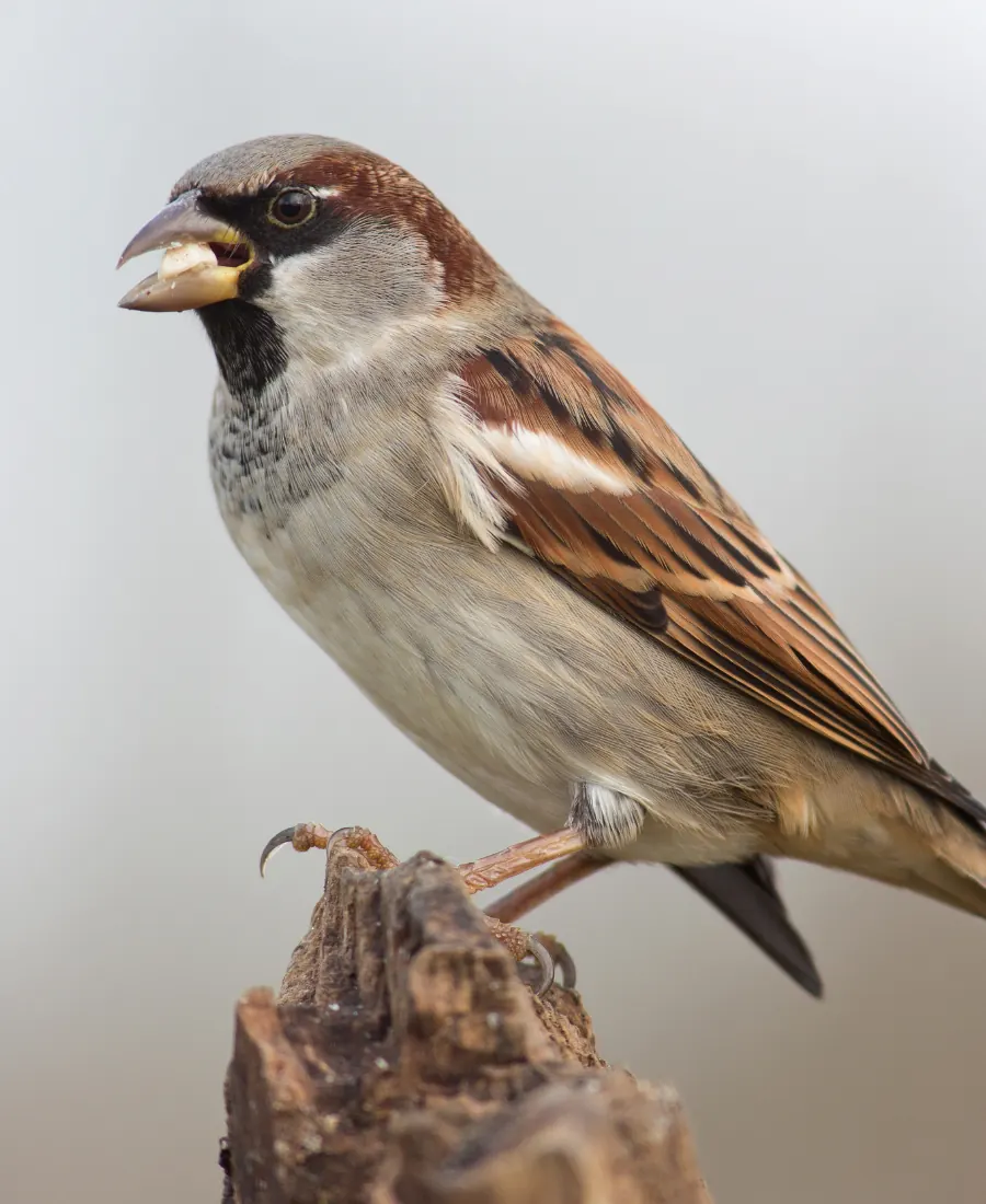 House Sparrow House Sparrow bird