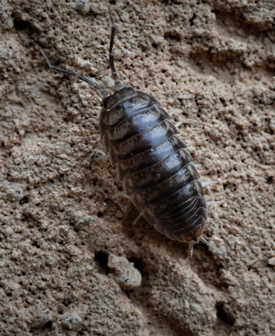 pill bug