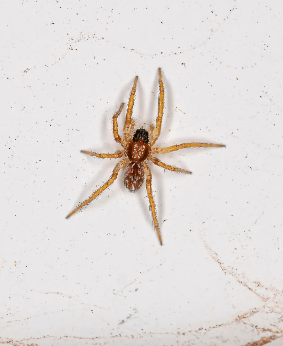 wolf spider