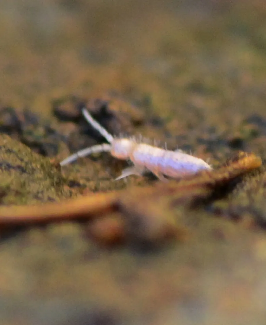 springtail