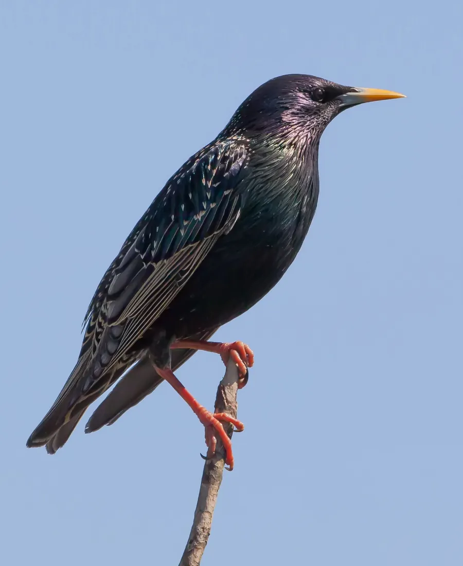 Starlings Starling bird