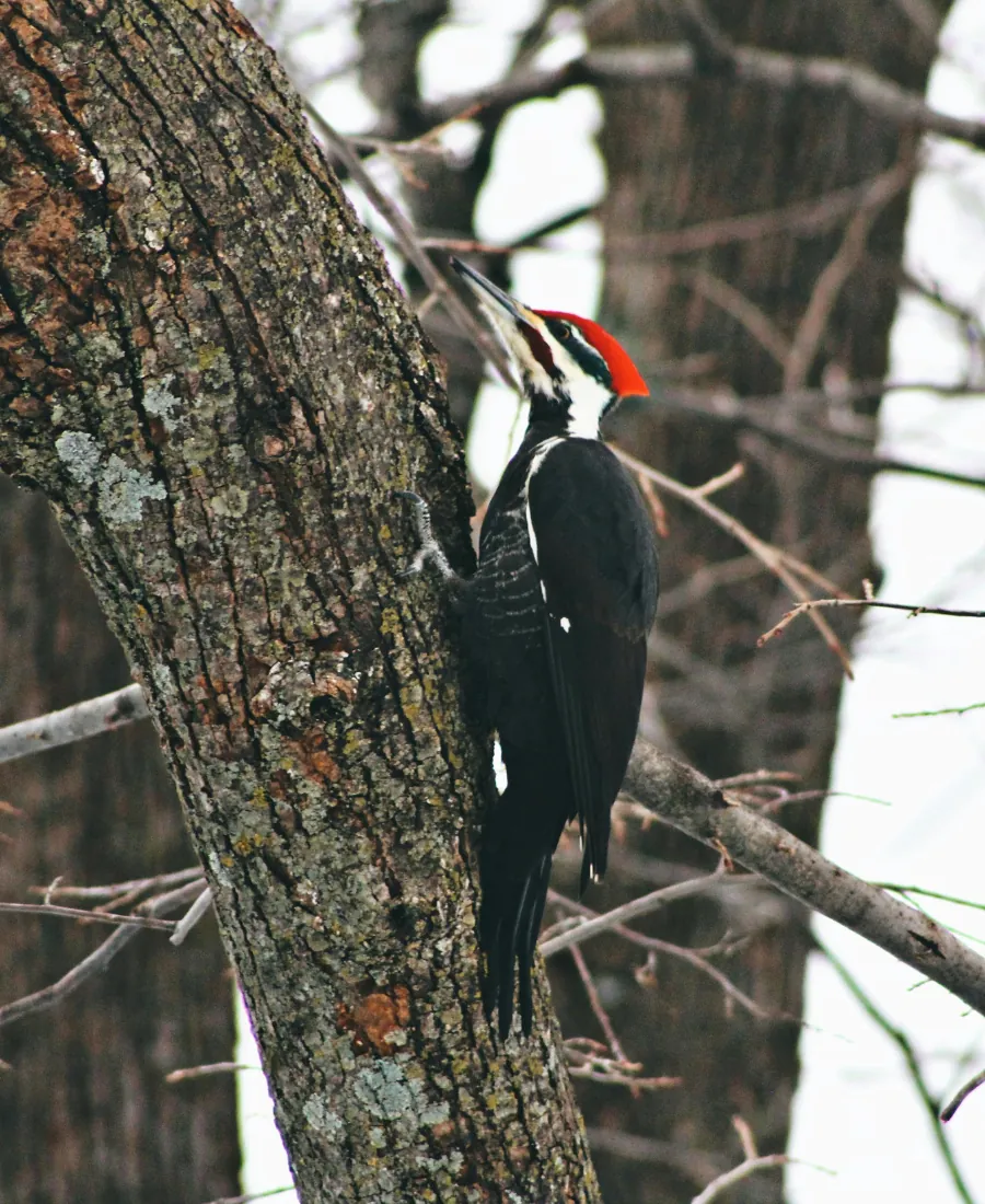 Woodpecker Woodpecker in a tree