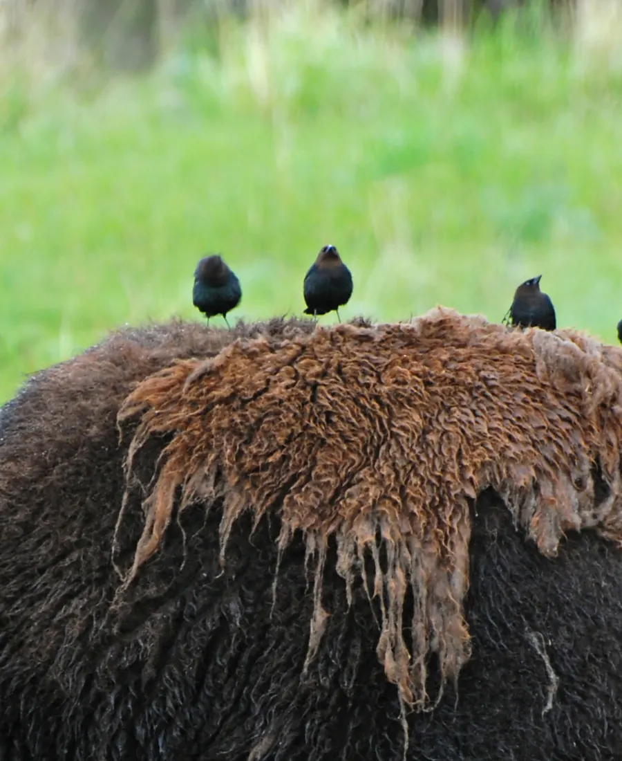 cowbirds cowbirds sitting on bison