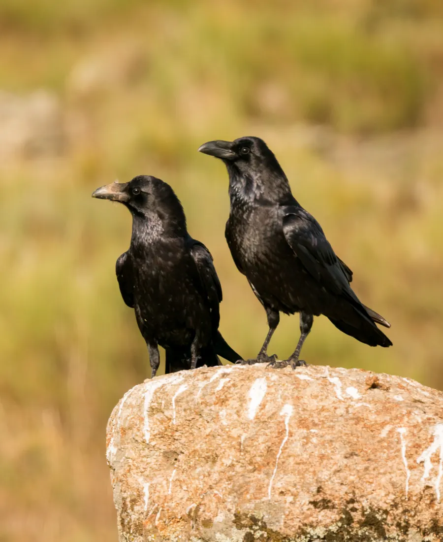 crow crow