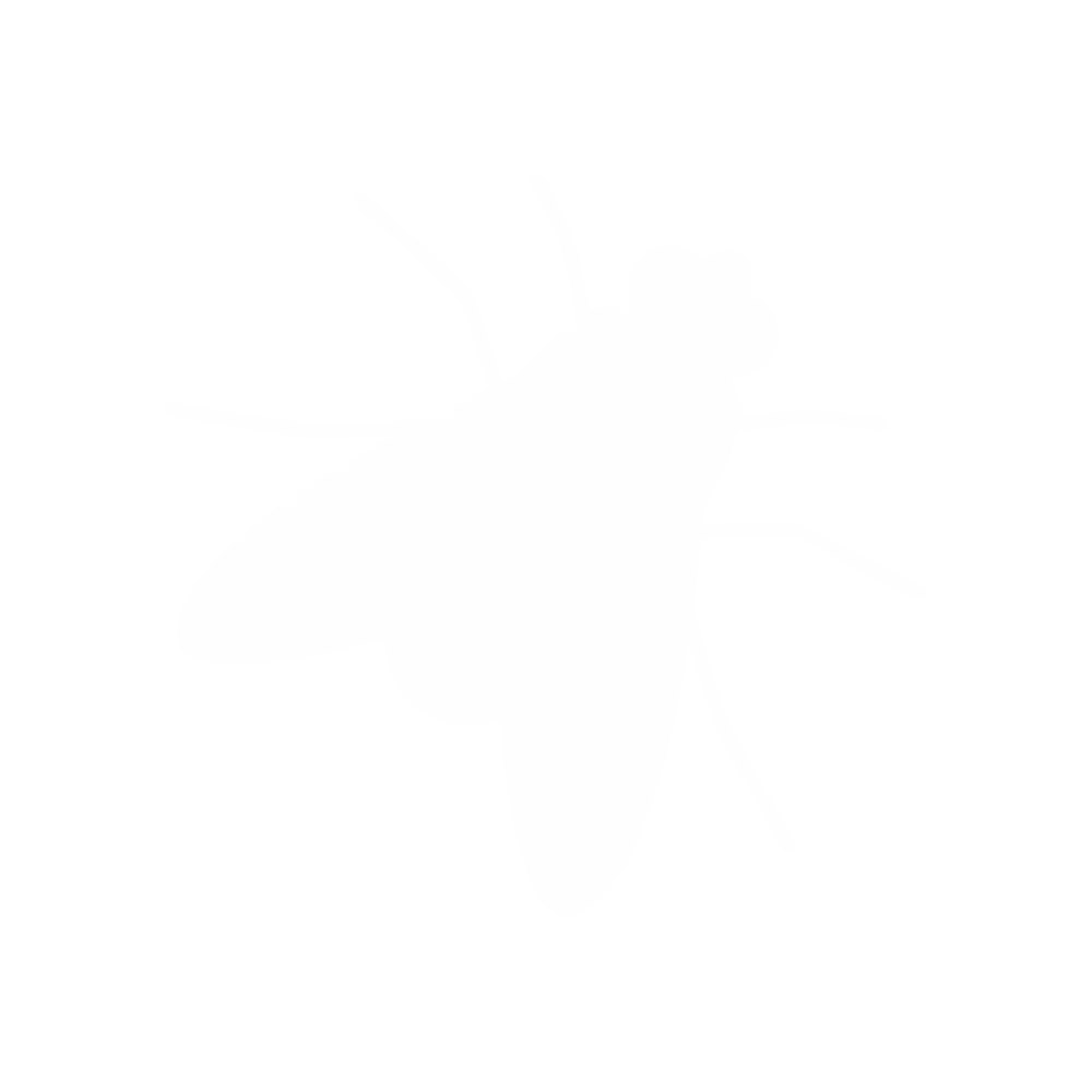 Flies