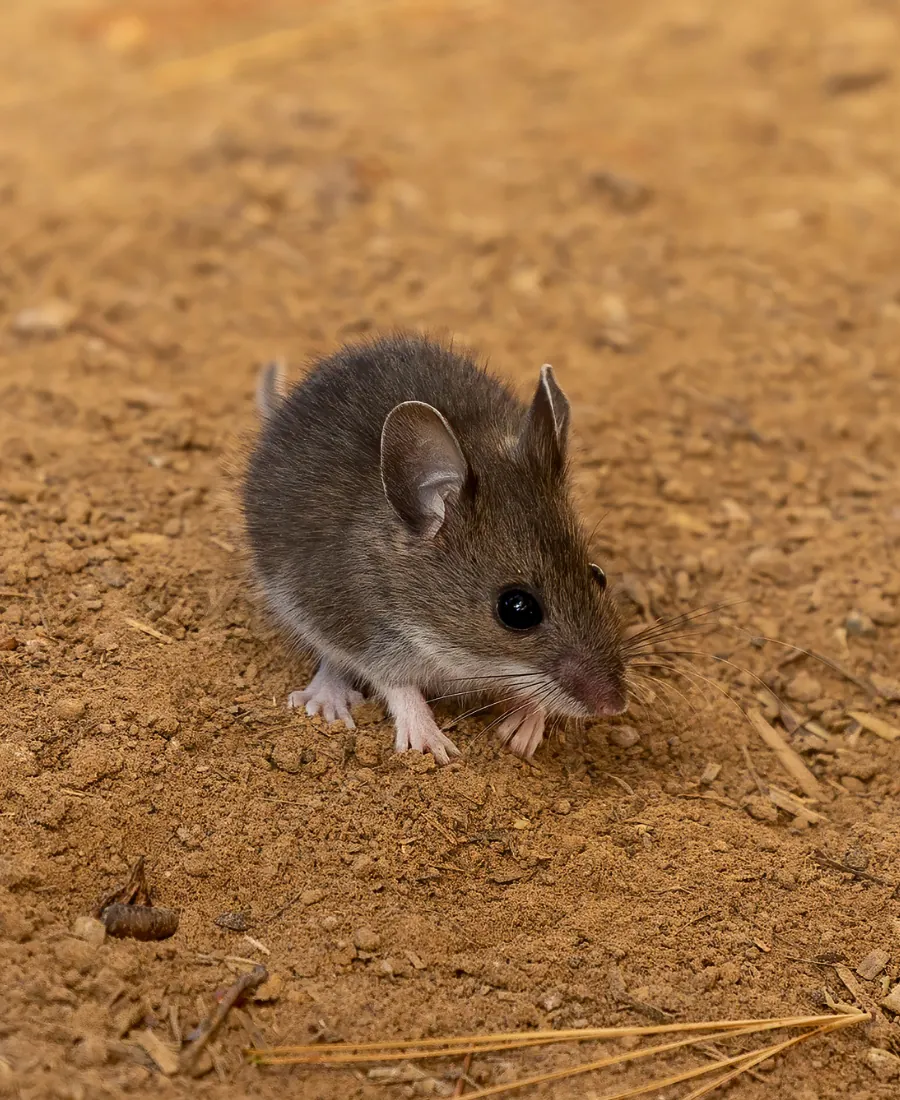 field mice