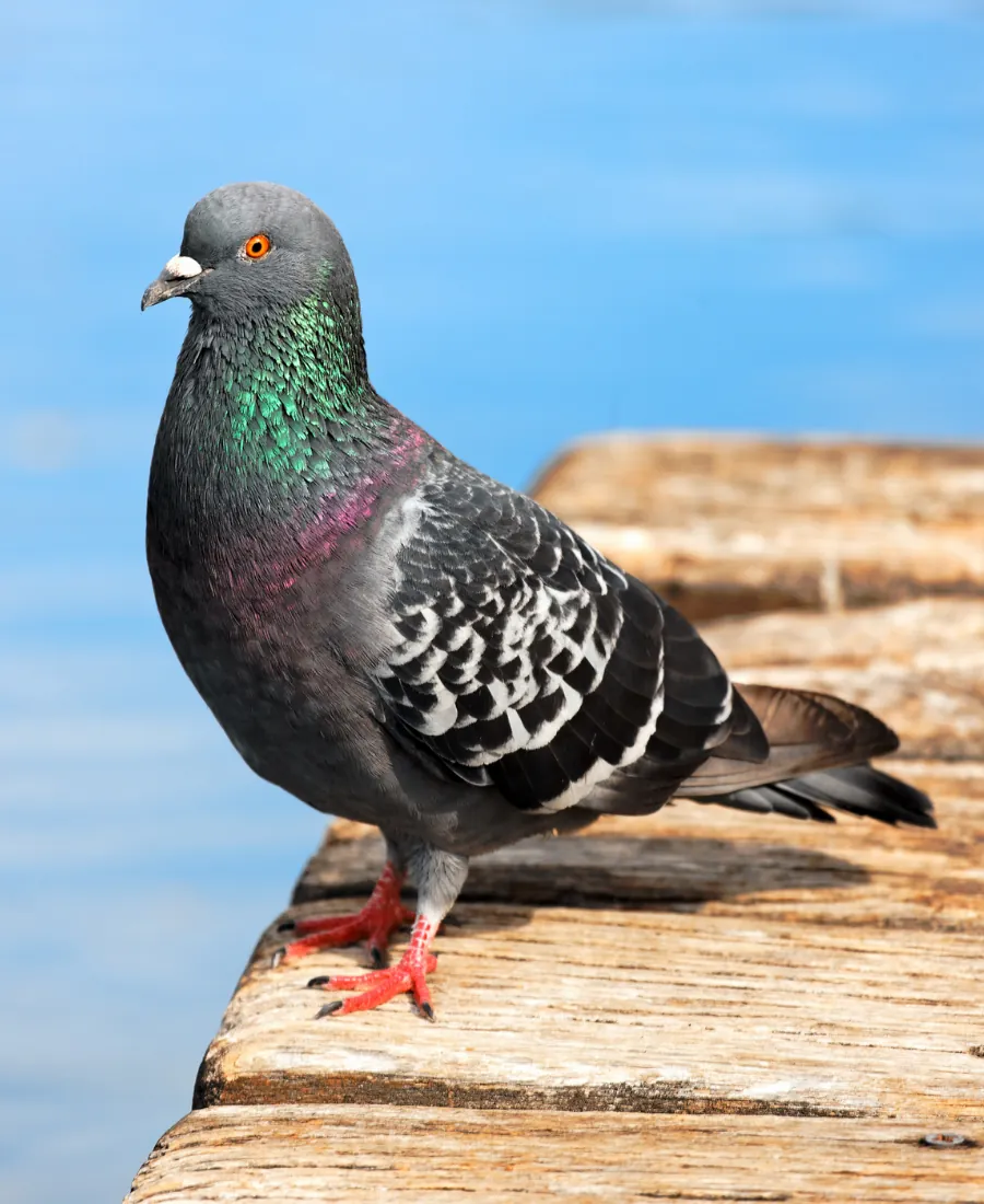 pigeon pigeon