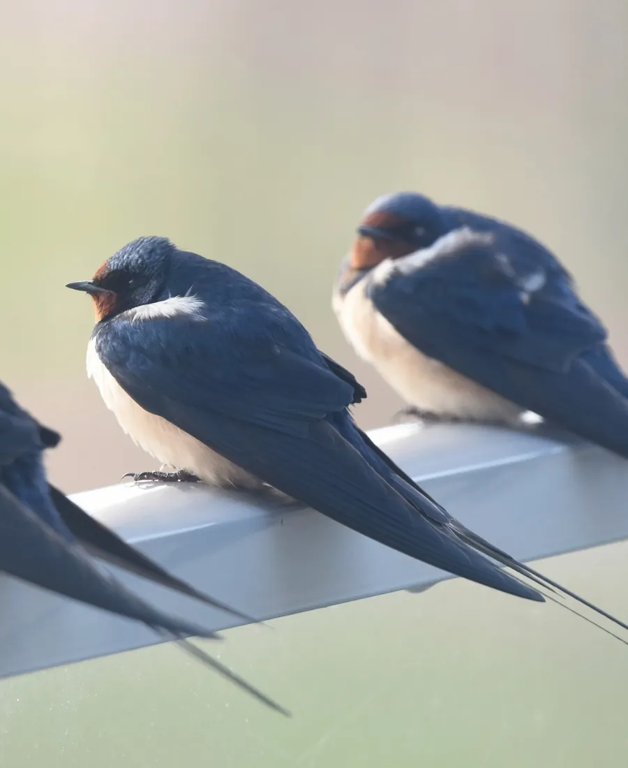 swallows swallows