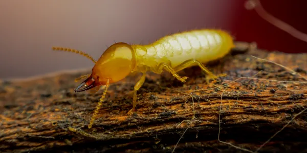 termite for service card