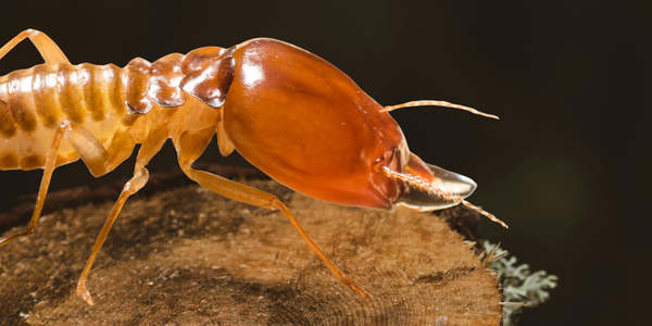 termite